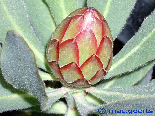 Protea susannae